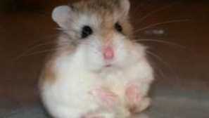 Hamster roborovsky: kolik živého, péče a obsahu, photo než krmení